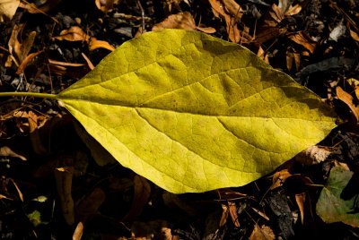 Catalpa bignoides - katalpa trubačovitá (75) - list podzim